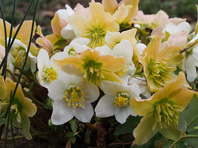白黄色のお花.JPGのサムネール画像のサムネール画像のサムネール画像
